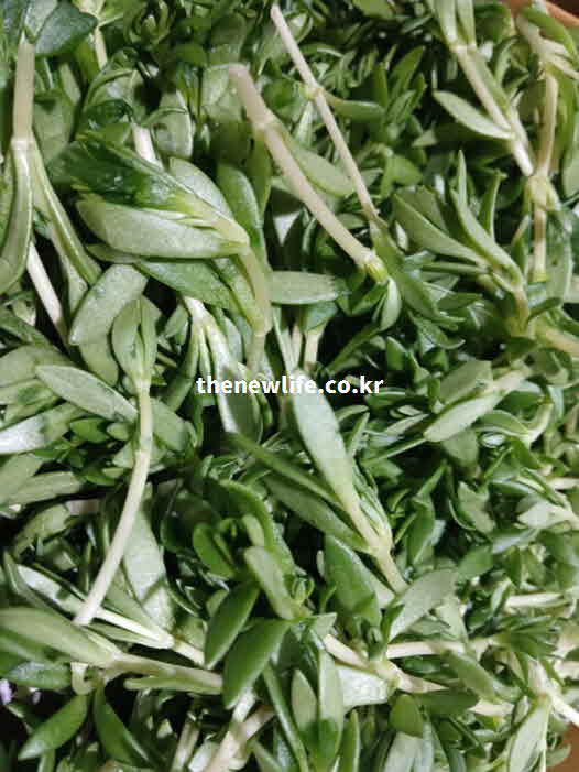 돌나물 효능 부작용 알레르기 반응