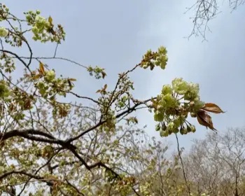 개심사 청벚꽃 개화시기 겹벚꽃 명소_6