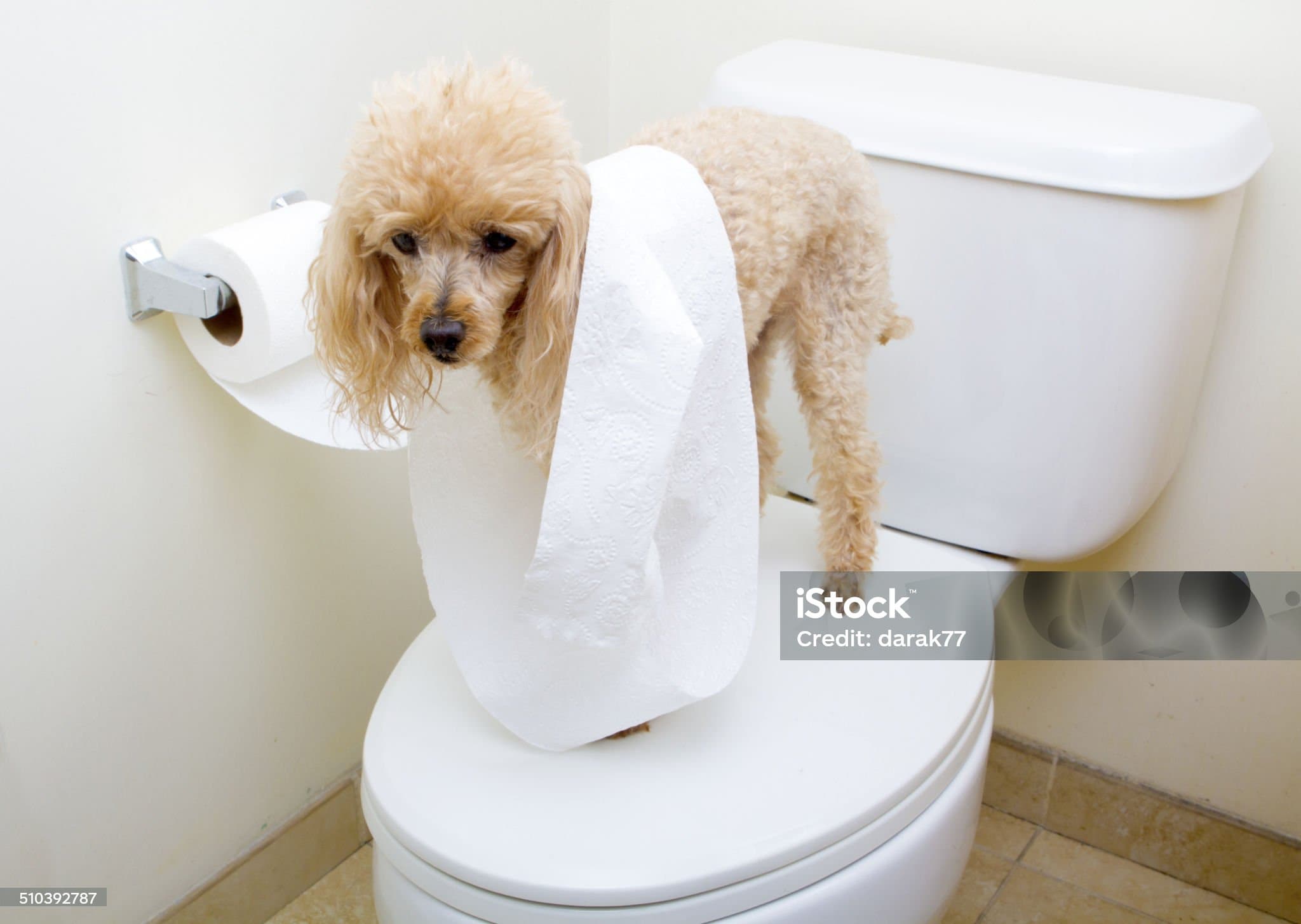 애완견이 설사하는 이유