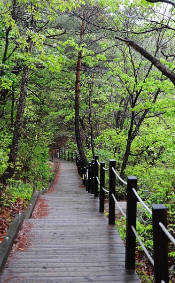 대야산 봄꽃축제 및 등산코스