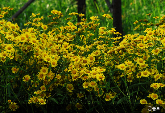 대전 한밭수목원 꽃구경