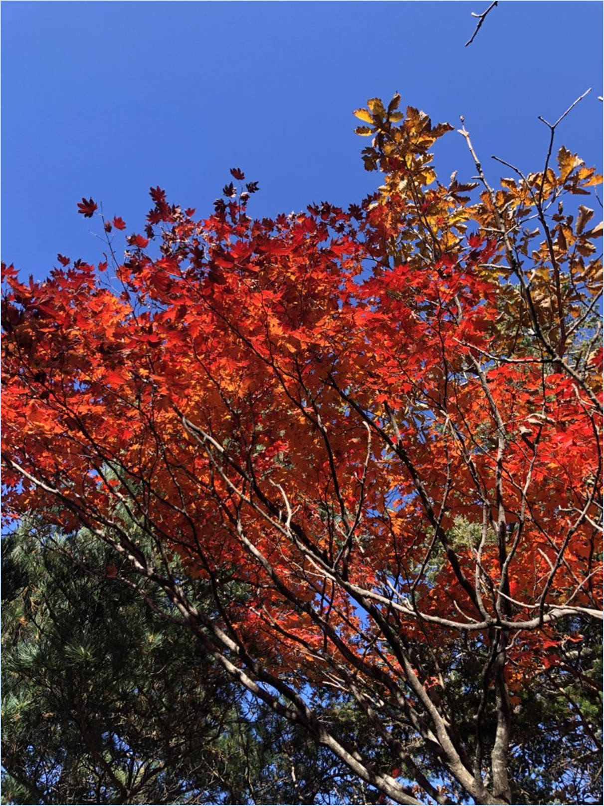 2023-가을-단풍축제-절정시기