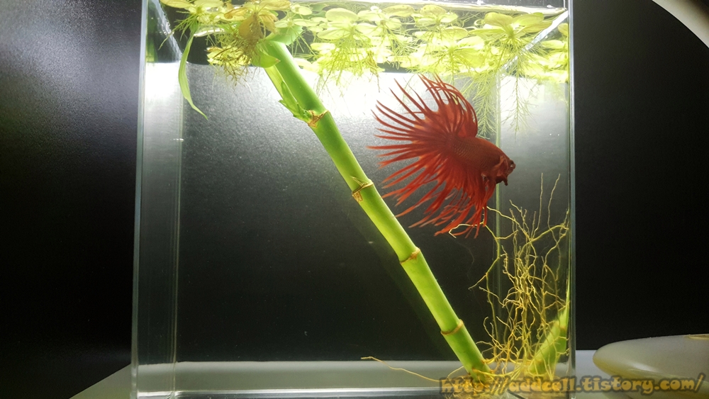 크라운 테일 베타