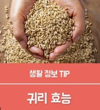귀리 효능과 부작용 귀리 오트밀 차이점 안내_17