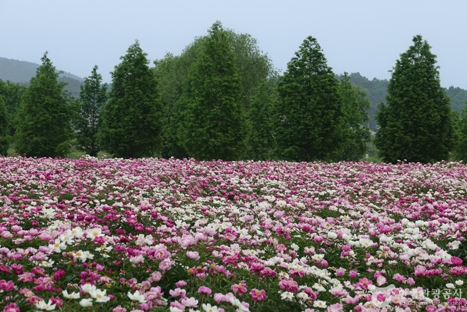 합천 핫들생태공원 작약꽃 개화