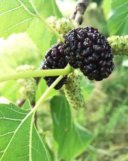 오디-섭취-시-주의사항-및-부작용2