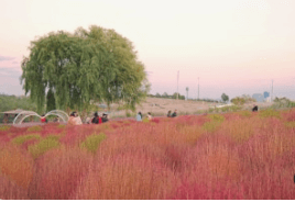 가을 꽃 명소 추천 — 전국 가을 꽃 여행지 총정리
