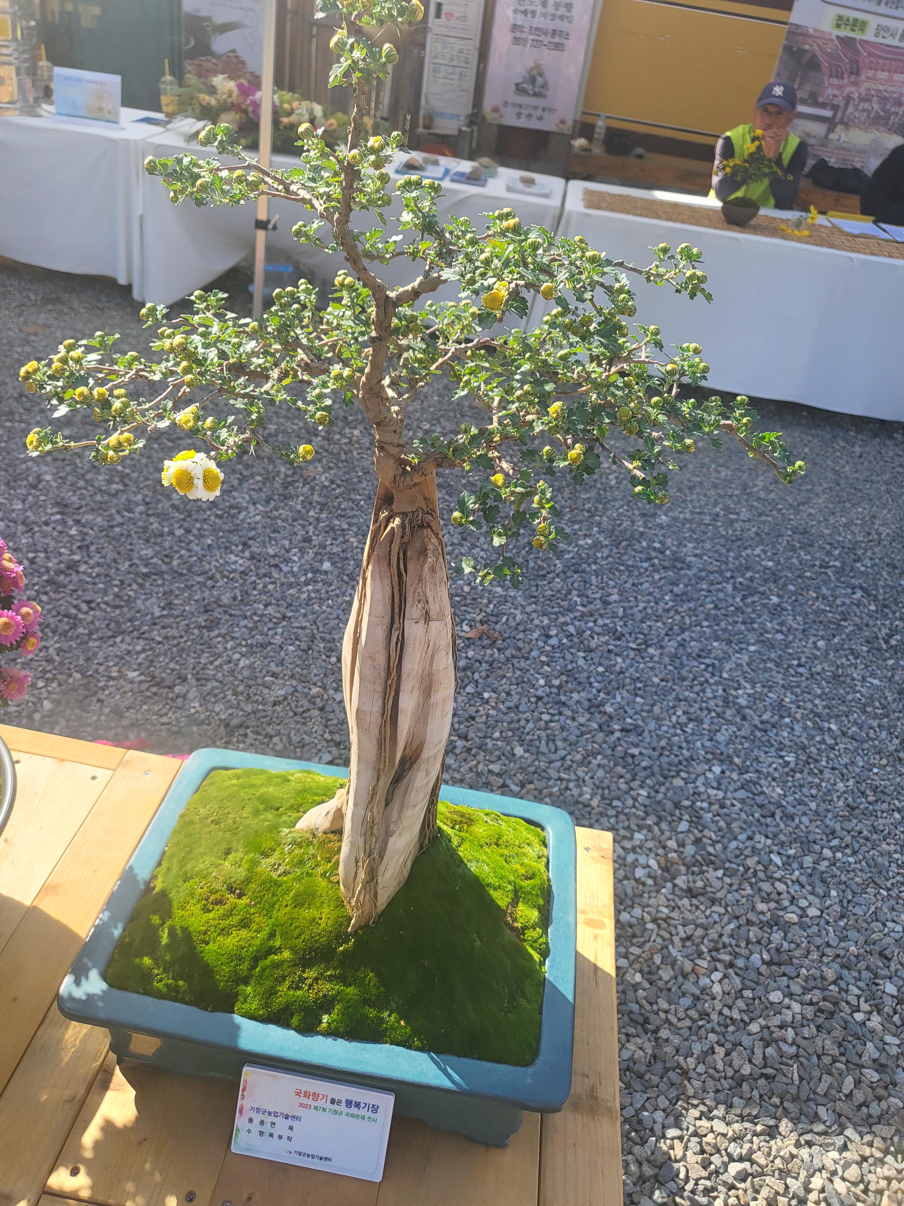 국화 향기 가득한 부산 기장 장안사 제 7회 기장 국화분재전시회가 열렸습니다.