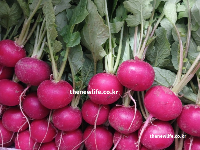 적환무 효능을 결정짓는 안토시아닌과 비타민C 등 5대 영양 성분이 가득한 실물 사진