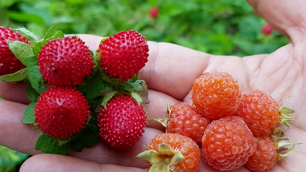 산딸기(Wild Strawberries)