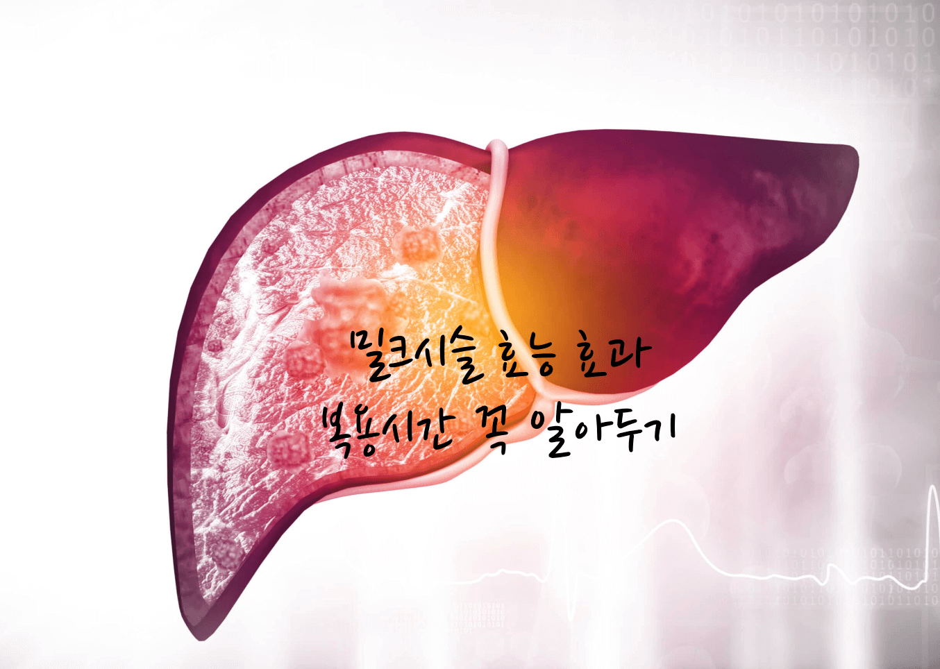 밀크시슬 효능 효과