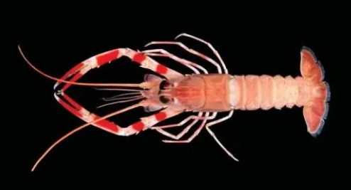 가시발새우나 딱새우로 부르는 새우를 설명하는 사진.