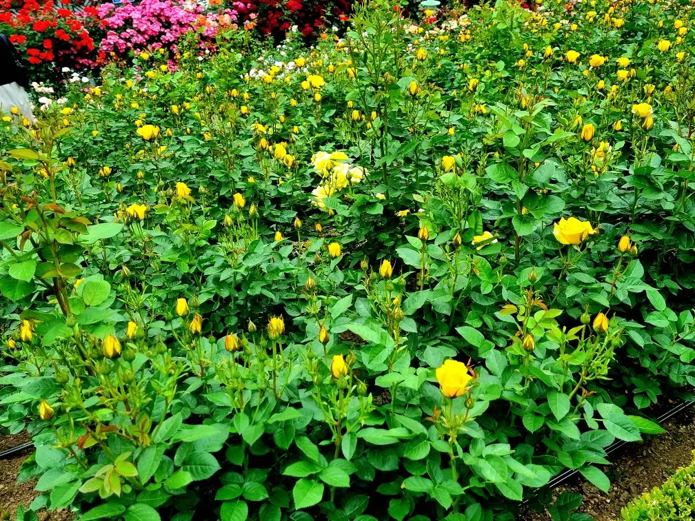 2024 부천 백만송이 장미원 축제 중: 개화 현황, 포토존, 쉼터, 화장실, 주차, 대중교통