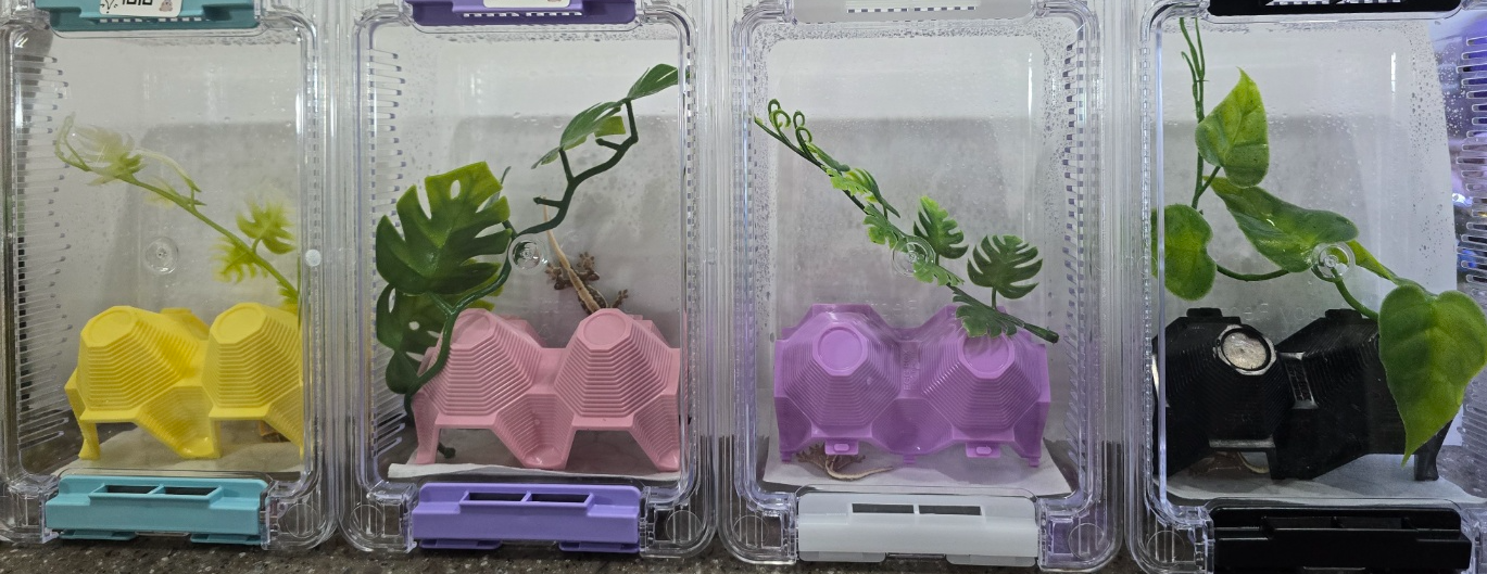 도마뱀 4마리 사진