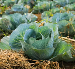 역류성식도염에 좋은 음식 영양제 식단