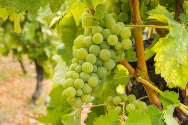 관자 버터구이 &amp; 샤르도네(Chardonnay) 와인 페어링｜고소한 버터 풍미와 묵직한 과실미의 우아한 조화