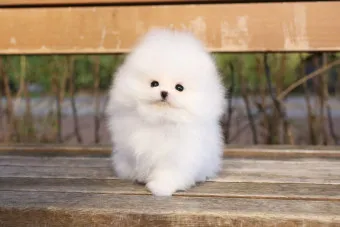 포메라니안 가격 성격 털빠짐 수명 미용_20