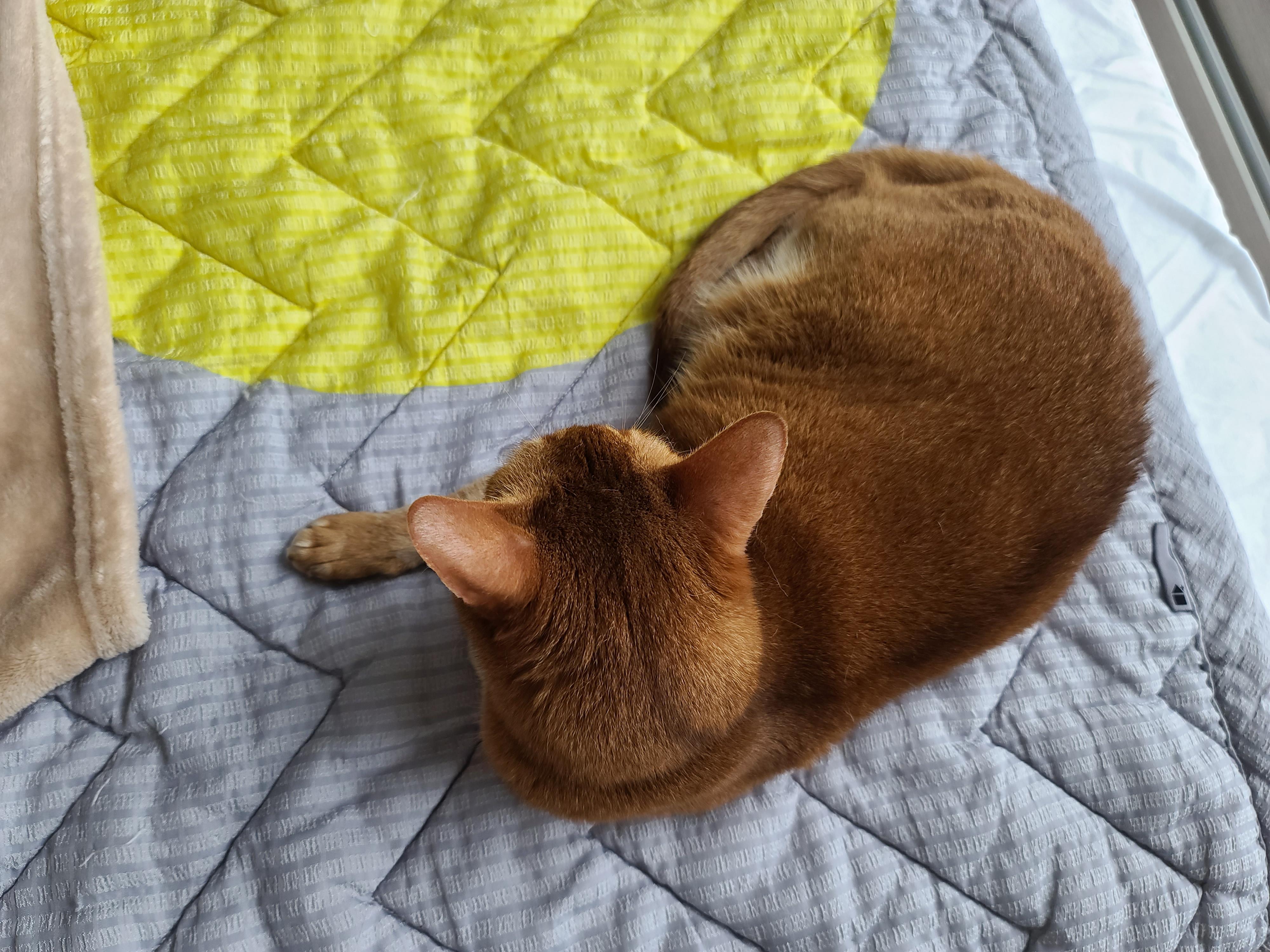 비오는 아침 아홉냥이네 고양이들.