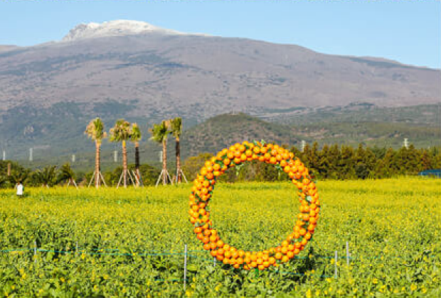 2025년봄꽃개화시기