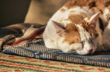 수면과 면역력의 관계