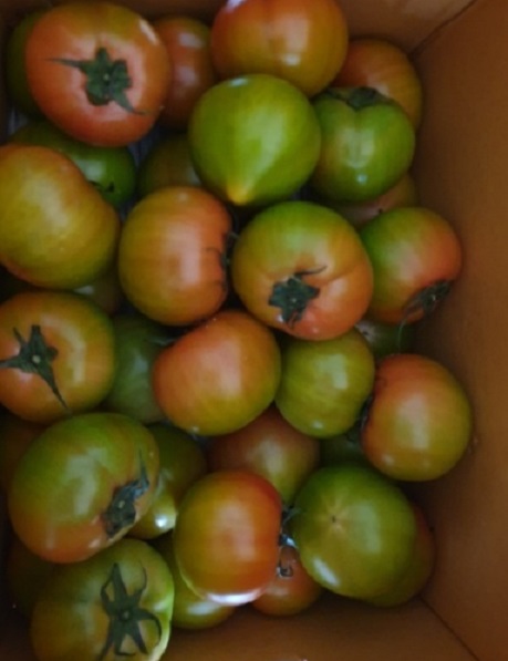 6시내고향-대저토마토-우리토마토농장