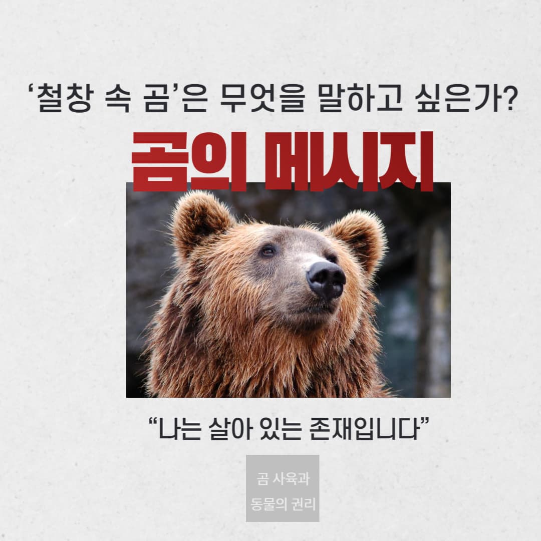‘철창 속 곰’은 무엇을 말하고 싶은가?