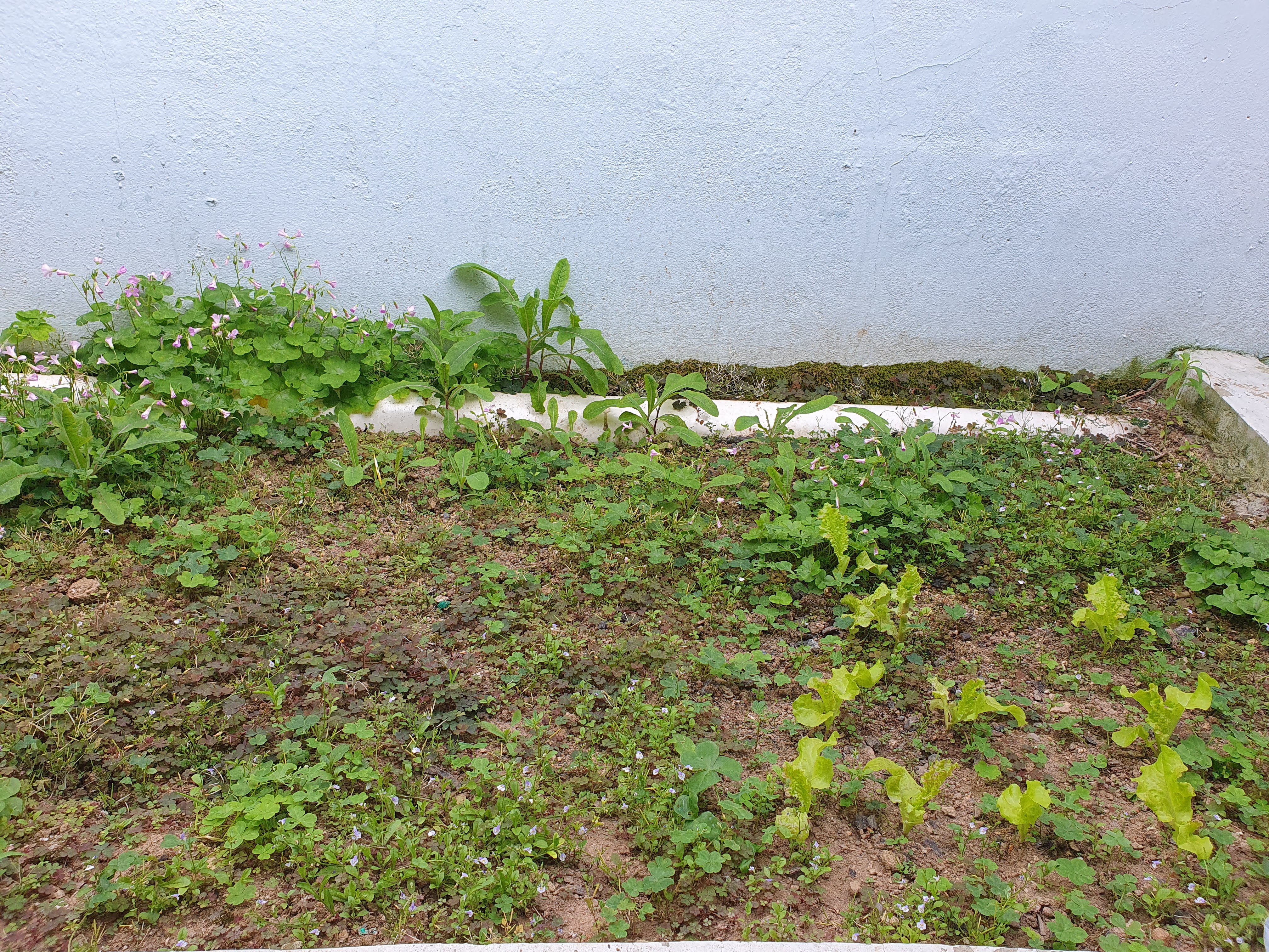 옥수수 씨앗 파종