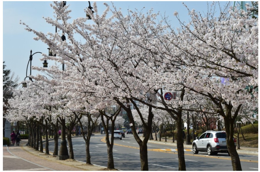 수원-월드컵경기장뒷길-벚꽃