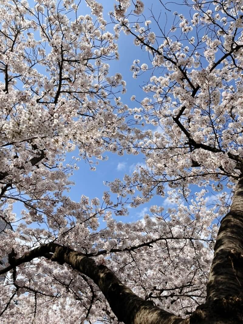 벚꽃축제,벚꽃길/ 벗꽃터널 4월 커플드라이브코스 추천