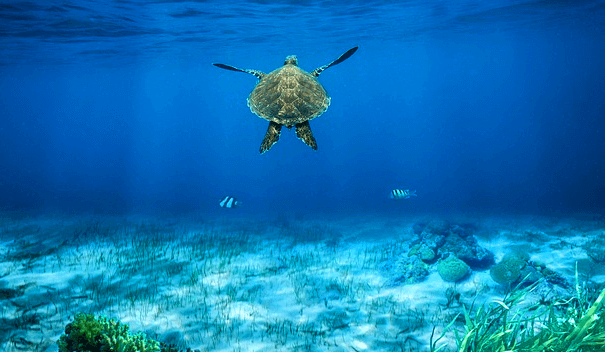 푸른 바다 속에서 거북이 한 마리가 헤엄치는 뒷모습이다.