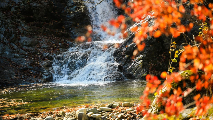 강릉 대관령자연휴양림