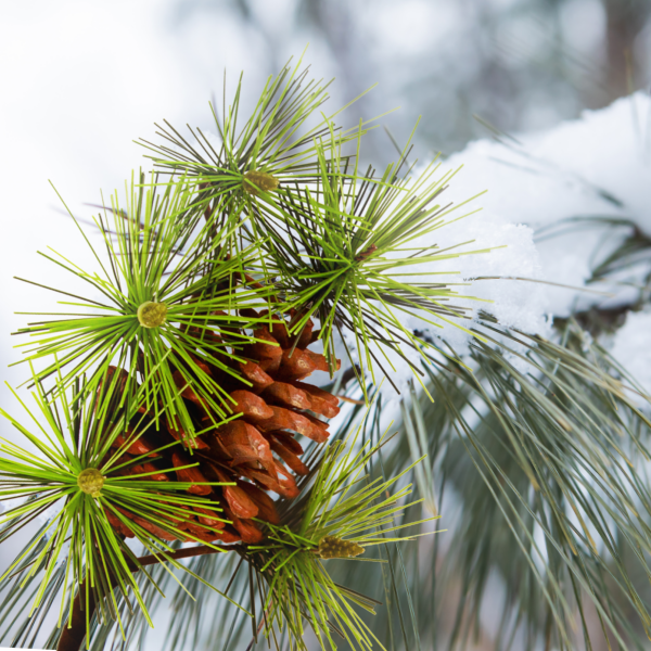 청수를 뿌려줄 솔가지