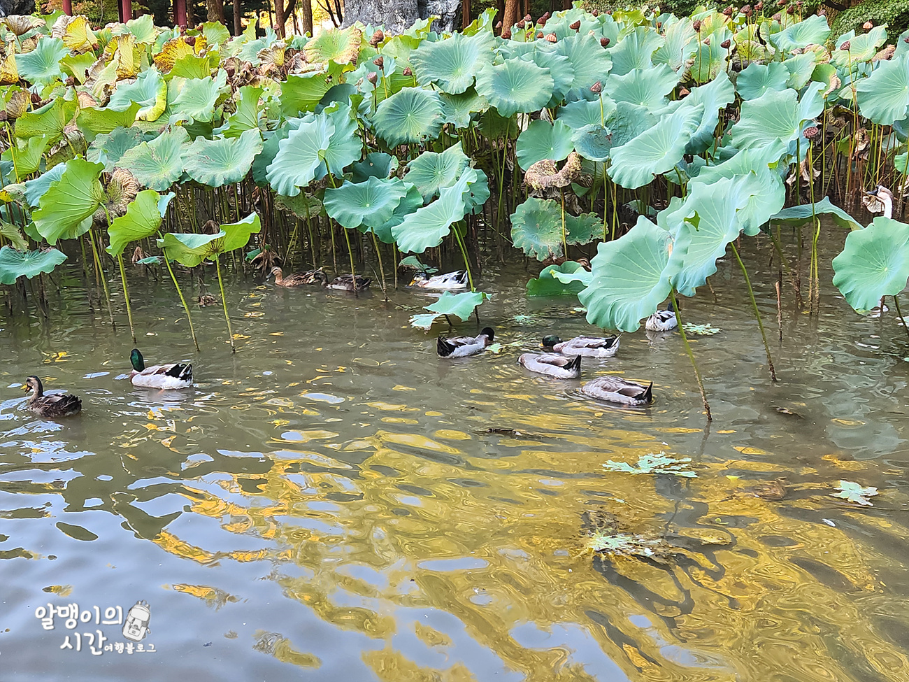#27 엄마랑 춘천 남이섬 모녀 백패킹 _캠핑 초보자 박지 추천 - undefined - 첫 배 들어오기 전 고요한 남이섬의 아침 #27 엄마랑 춘천 남이섬 모녀 백패킹 _캠핑 초보자 박지 추천 - undefined - 첫 배 들어오기 전 고요한 남이섬의 아침