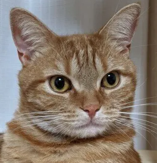 '일정한 거리감'을 좋아하는 줄 아는 주인과 거리를 두고 싶은 고양이를 대하는 법