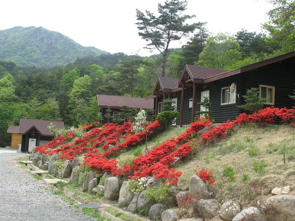 오도산치유의숲 숲속의 집 전경｜산속 숙소와 봄꽃 풍경