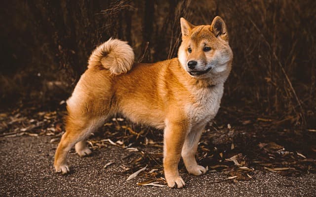 canine atopic dermatitis