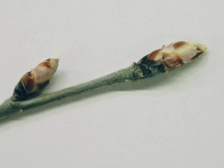 난티나무 겨울눈