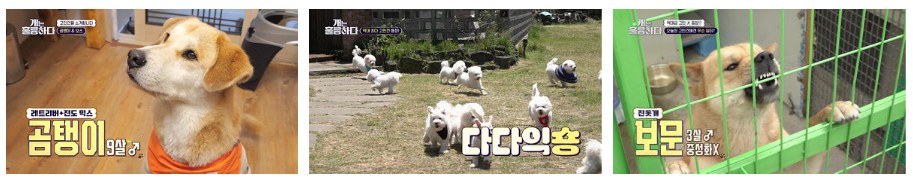 개는 훌륭하다 재방송 다시보기 - 177회 곰탱이, 176회 짱순이, 175회 보문