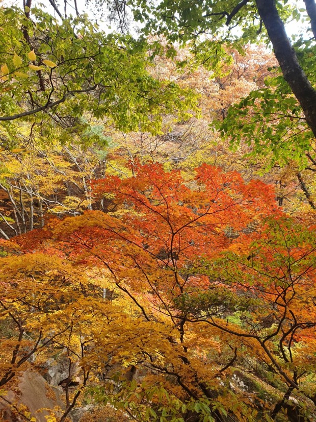 속리산 단풍시기