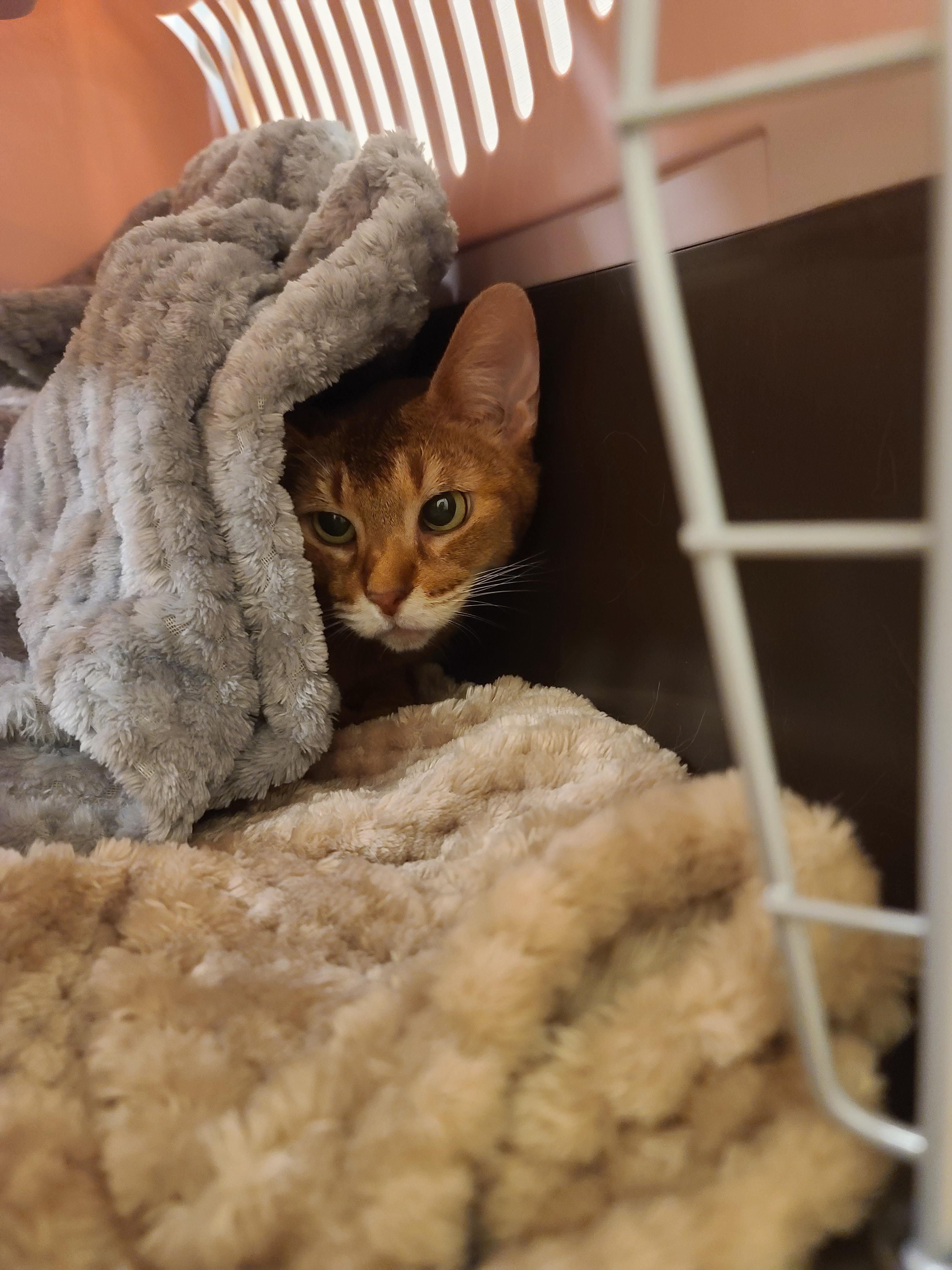 고양이의 스트레스에 관해..(루디는 결국 또 병원행)