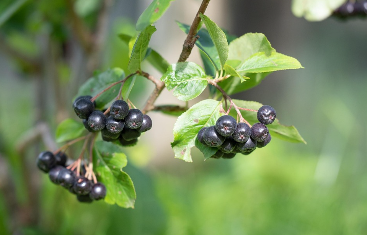 아로니아의 모습