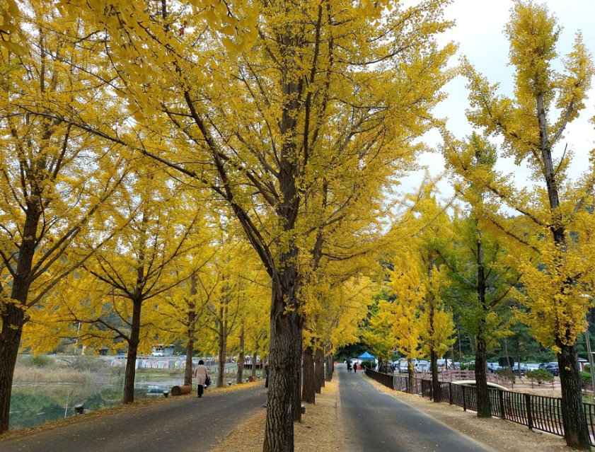 문광저수지 은행나무길13