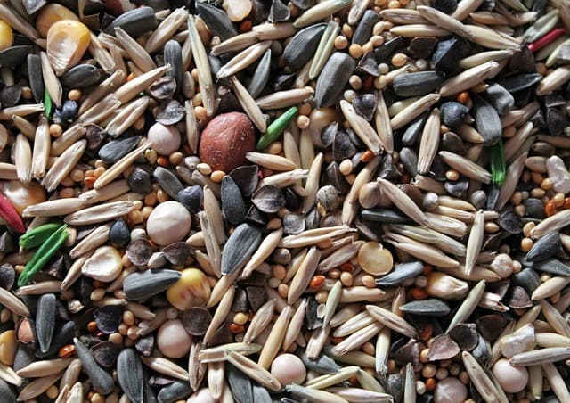 식욕 억제제에 좋은 귀리