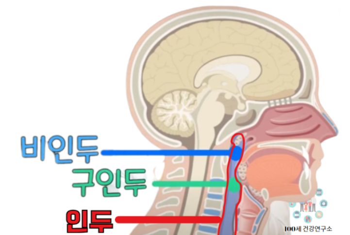 비인두-위치
