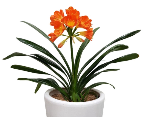 겨울 꽃 군자란