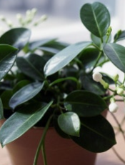 늘어지는 자스민 심는 법