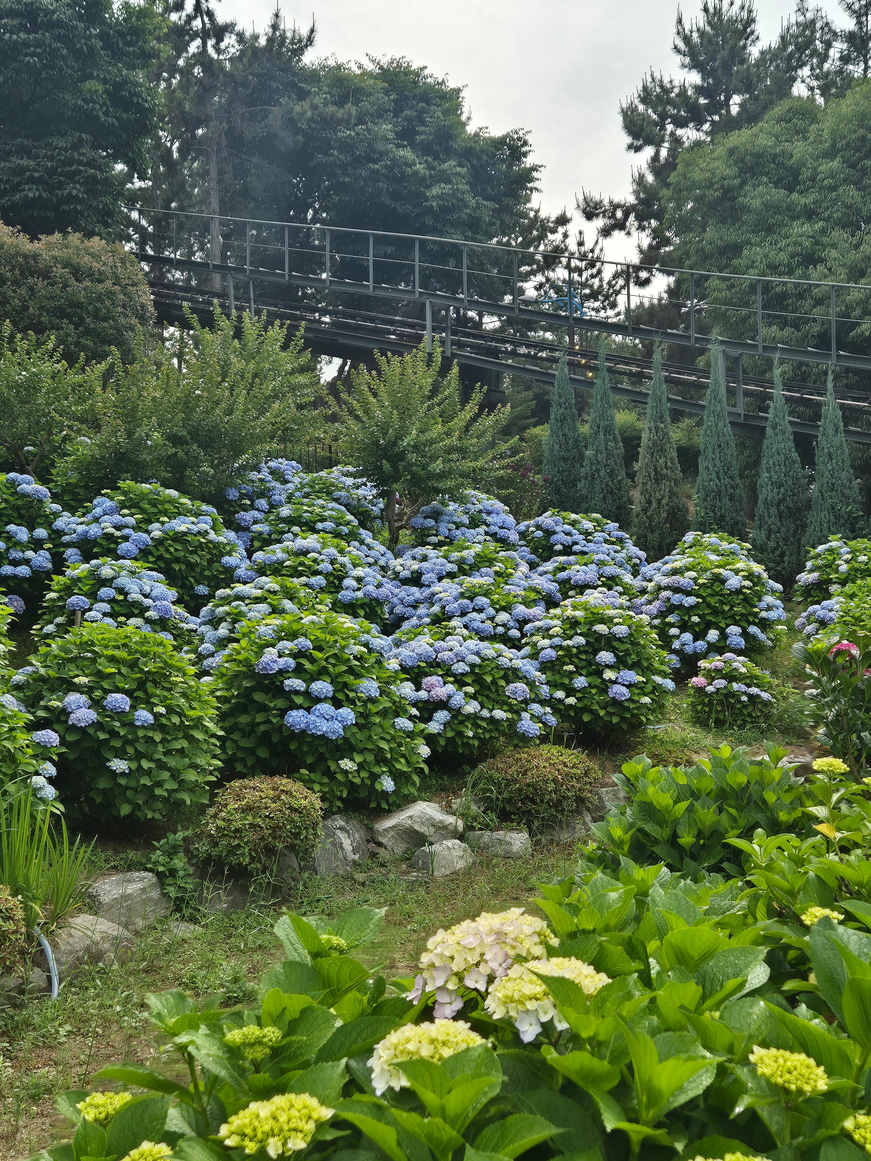 #장생포수국축제
#울산수국축제
#고래문화마을
#울산장생포가볼만한곳
#장생포포토존
#고래광장수국길
#오색수국정원
#수국축제개화상황2025
#수국사랑상품권사용처
#울산6월축제
#장생포여행코스
#울산플리마켓체험
#울산데이트코스
#울산여행추천
#장생포주차정보
#수국포토존
#장생포오색수국정원