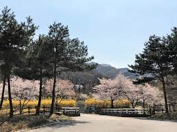 새롭게 봄 신나게 봄 낙동강 정원 벚꽃 축제 기본일정과 프로그램 소개 삼락 벚꽃 축제