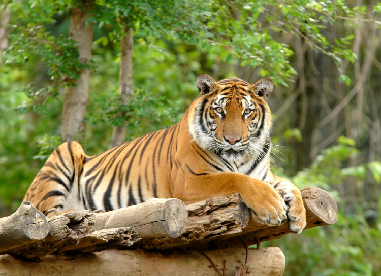 아침고요 동물원