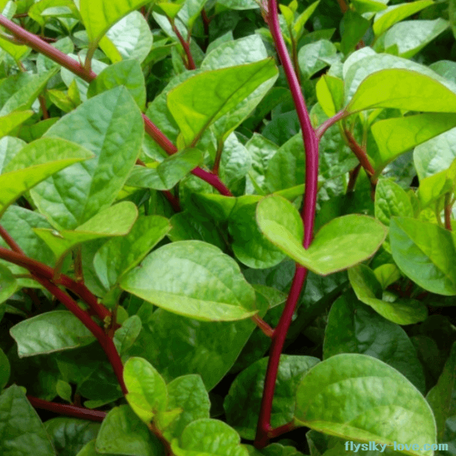 아열대 채소 인디언 시금치